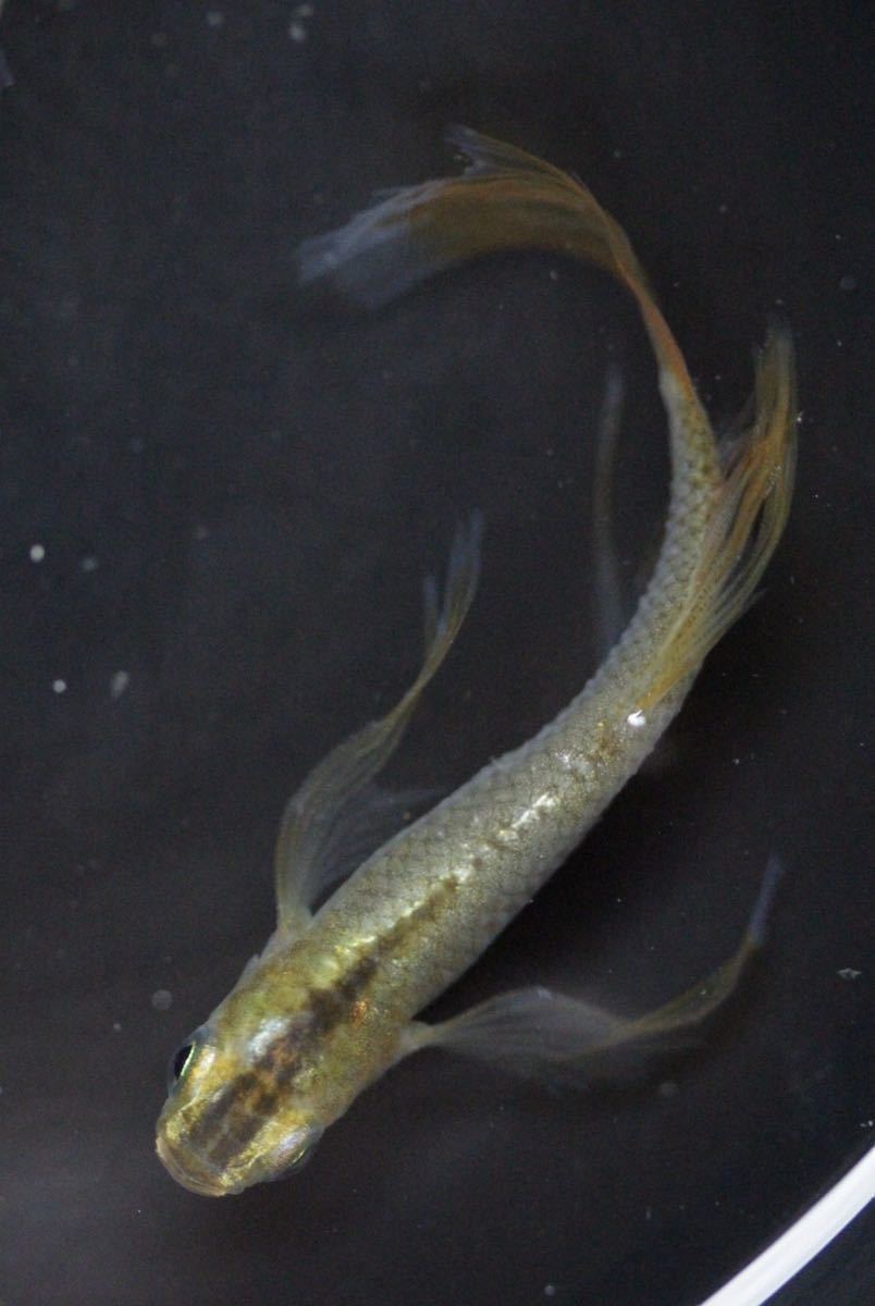 金眉山メダカ　有精卵 10個＋5(保証) _1