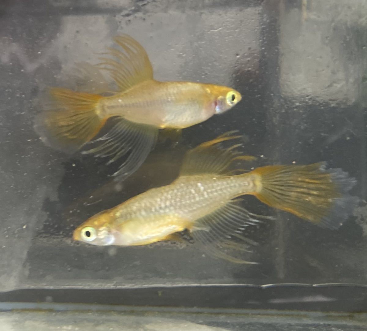 金眉山メダカ　有精卵 10個＋5(保証) _2