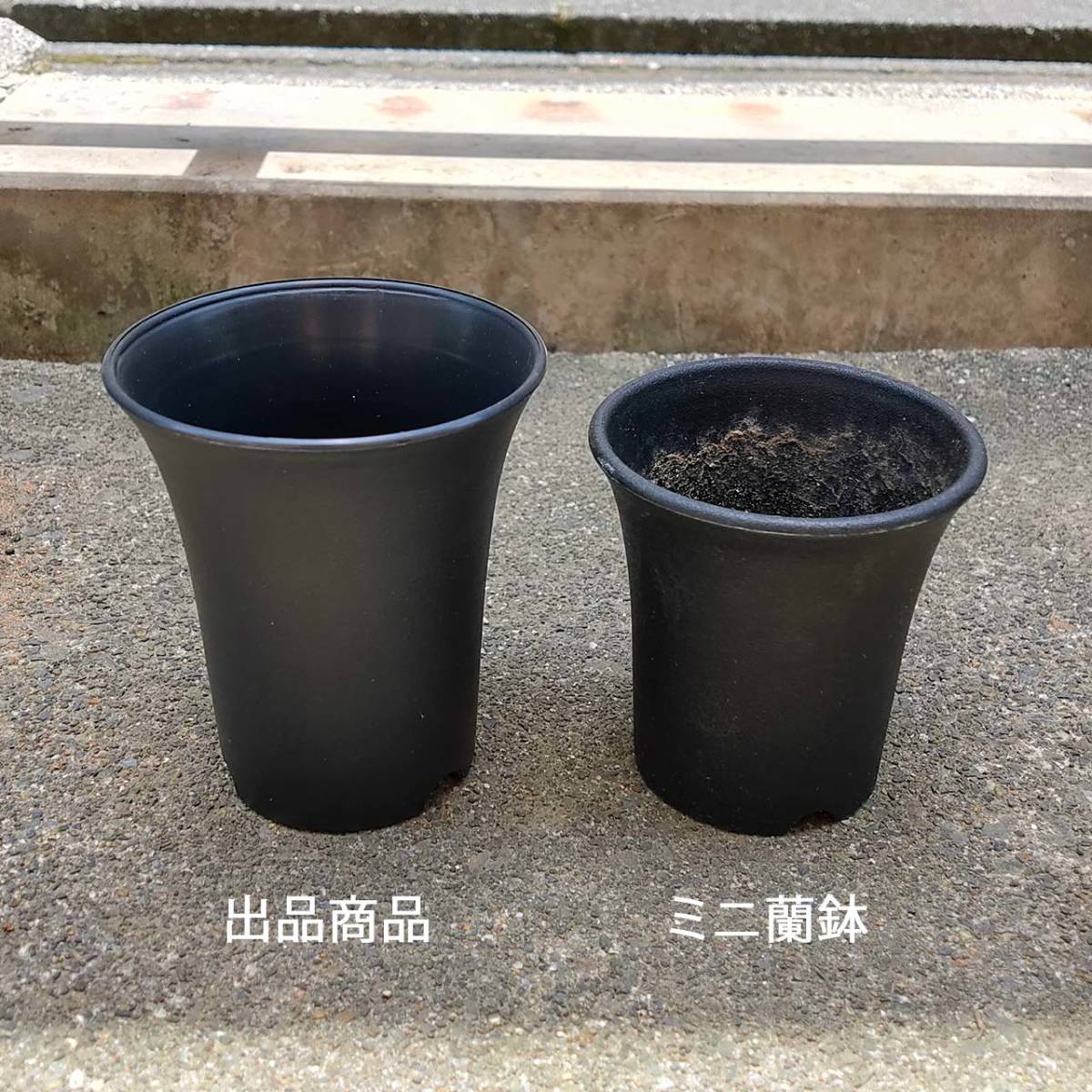 ミニ蘭鉢タイプのプラ鉢 2.5寸 直径7.5cm 40個 送料込_2