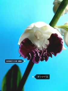 愛音のYahoo!オークション(旧ヤフオク!)の相場・価格を見る｜Yahoo