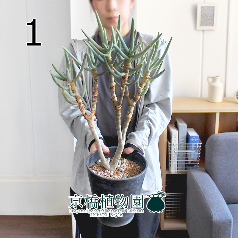 現品】アロエ・ラモシシマ/ラモシッシマ 6号(1)Aloe ramosissima 現品】アロエ・ラモシシマ/ラモシッシマ 6号(1)Aloe ramosissima