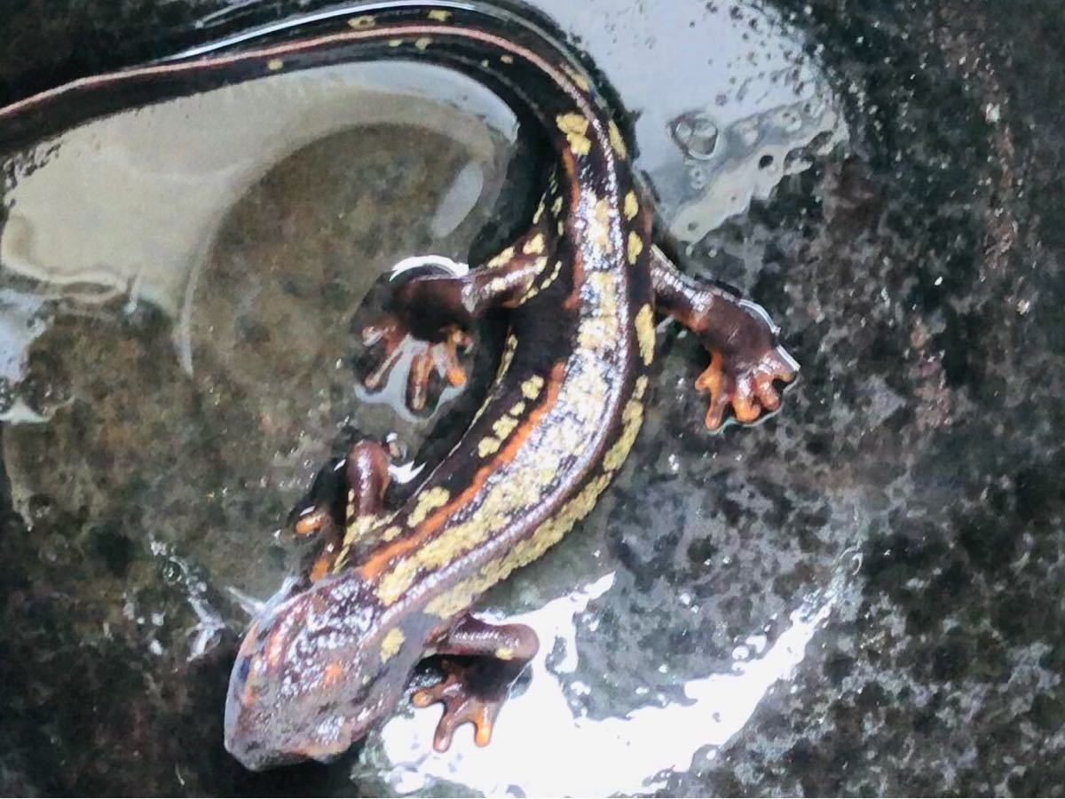 オキナワシリケンイモリ オキナワシリケンイモリ2024CB トモのイモリ 