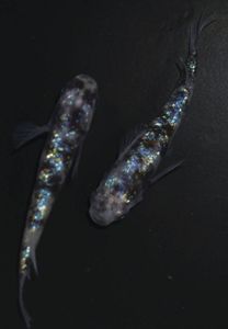 龍の瞳 卵のヤフオク の相場 価格を見る ヤフオク の龍の瞳 卵のオークション売買情報は404件が掲載されています