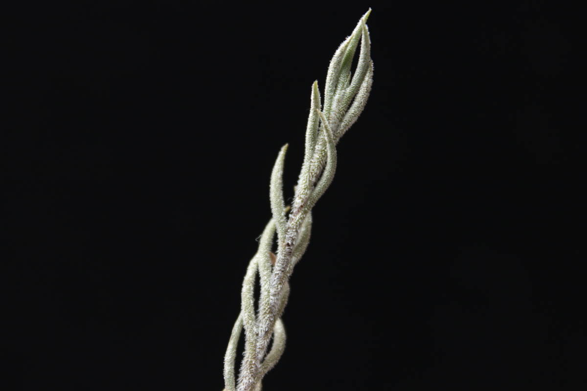 ヴィレッセンス PHA(Tillandsia virescens PHA) チランジア ヴィレッセンス PHA(Tillandsia virescens PHA) チランジア