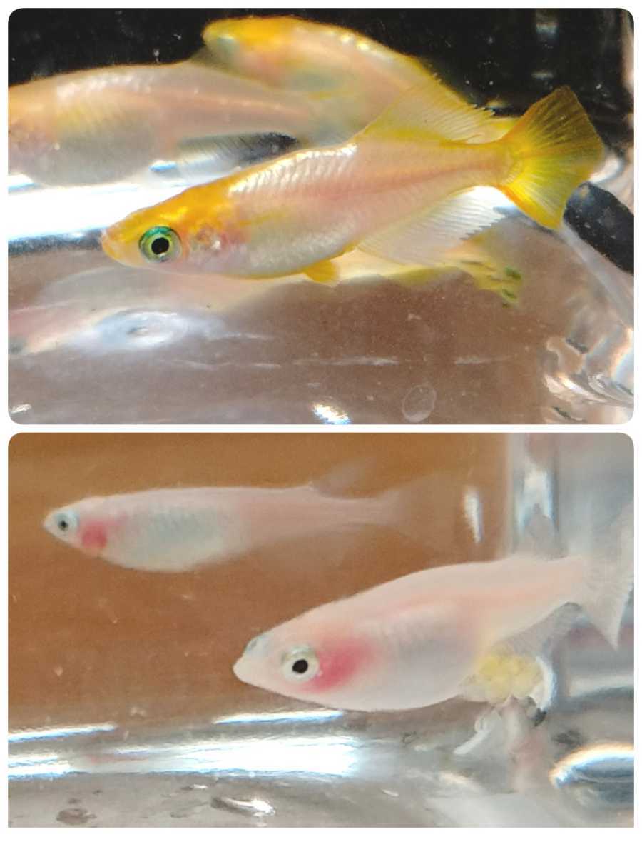 12 Medaka 有精卵 紅ほっぺメダカ イエローメタル ヒカリ体型 の有精卵 各個 計40個 A 取置 着指定不可 別容器 めだか 売買されたオークション情報 Yahooの商品情報をアーカイブ公開 オークファン Aucfan Com