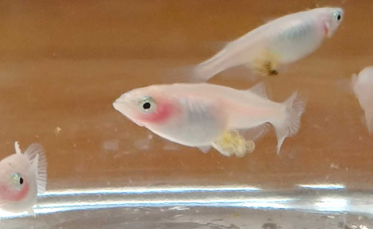 12 Medaka 有精卵 紅ほっぺメダカ イエローメタル ヒカリ体型 の有精卵 各個 計40個 A 取置 着指定不可 別容器 めだか 売買されたオークション情報 Yahooの商品情報をアーカイブ公開 オークファン Aucfan Com