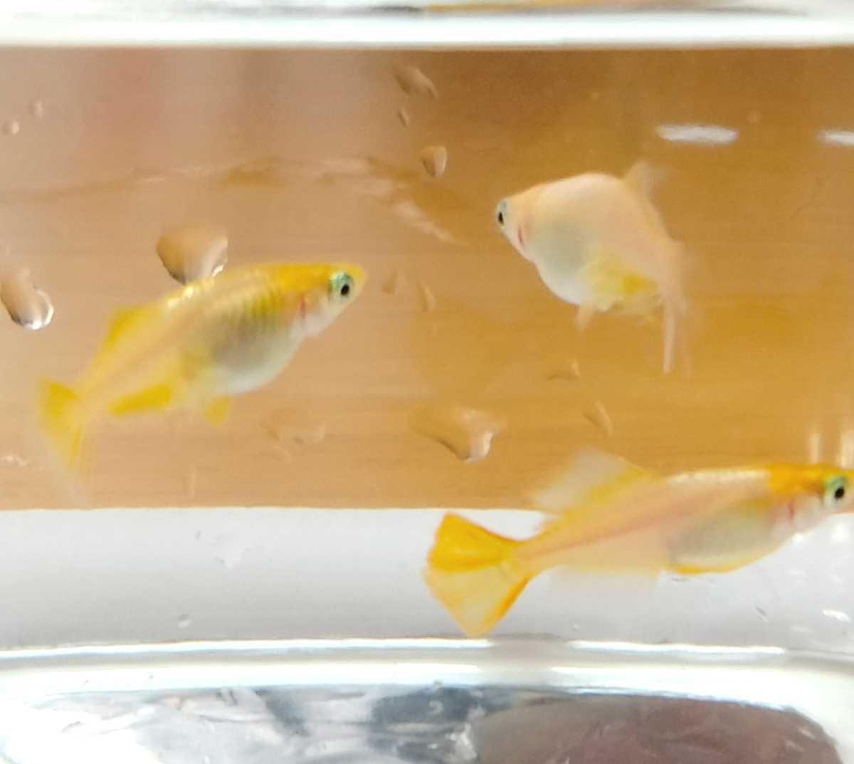 12 Medaka 有精卵 紅ほっぺメダカ イエローメタル ヒカリ体型 の有精卵 各個 計40個 A 取置 着指定不可 別容器 めだか 売買されたオークション情報 Yahooの商品情報をアーカイブ公開 オークファン Aucfan Com