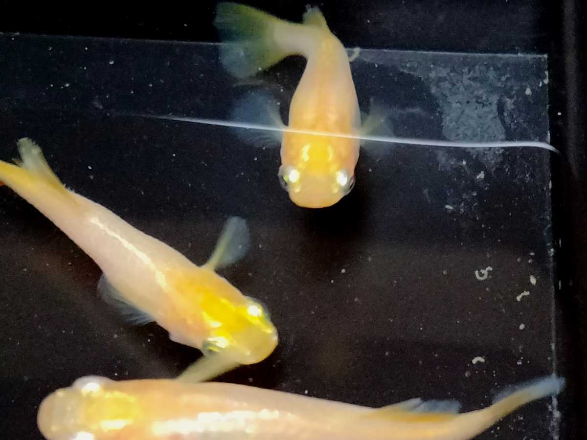 12 Medaka 有精卵 紅ほっぺメダカ イエローメタル ヒカリ体型 の有精卵 各個 計40個 A 取置 着指定不可 別容器 めだか 売買されたオークション情報 Yahooの商品情報をアーカイブ公開 オークファン Aucfan Com