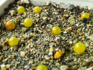 ブルゲリのヤフオク の相場 価格を見る ヤフオク のブルゲリのオークション売買情報は70件が掲載されています