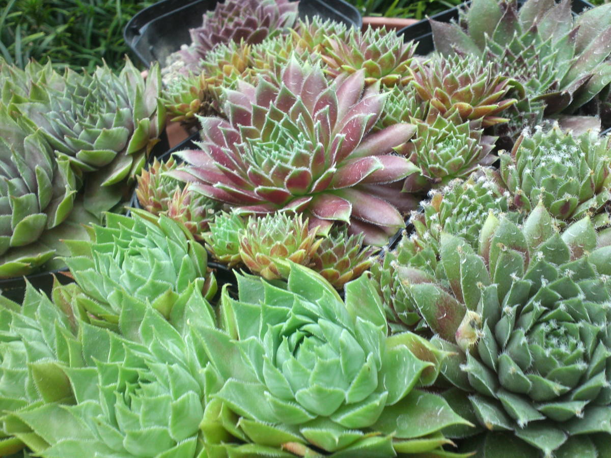 センペルビウム 10種類 A お名前 多肉植物 綺麗 可愛い 寄せ植え サボテン 売買されたオークション情報 Yahooの商品情報をアーカイブ公開 オークファン Aucfan Com