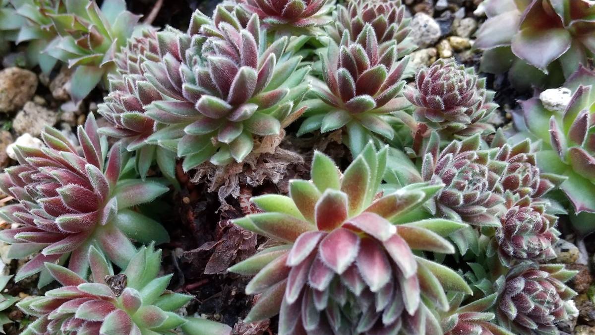 センペルビウム 10種類 A お名前 多肉植物 綺麗 可愛い 寄せ植え サボテン 売買されたオークション情報 Yahooの商品情報をアーカイブ公開 オークファン Aucfan Com