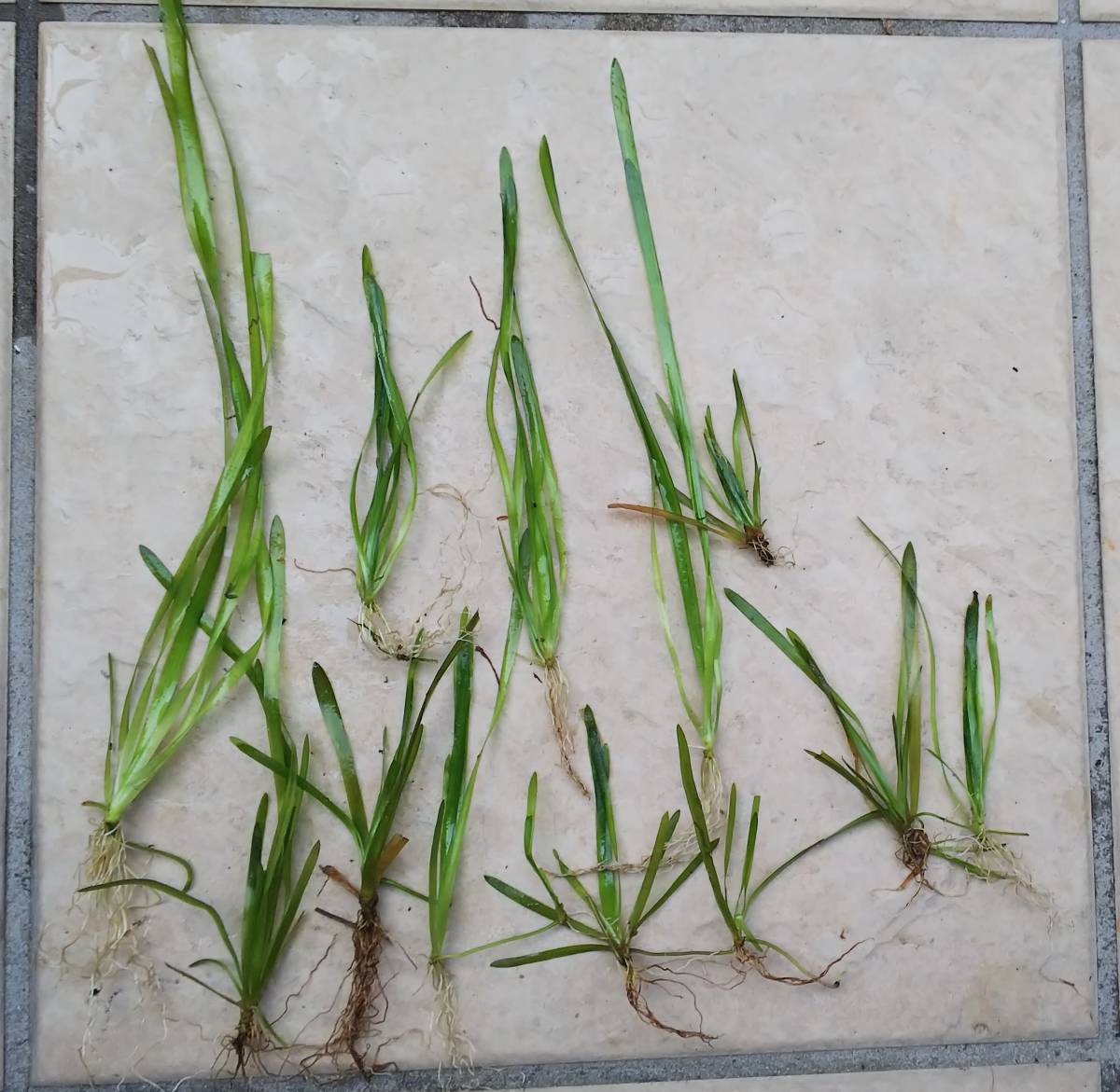 スクリューバリスネリア　10株（送料無料）_1