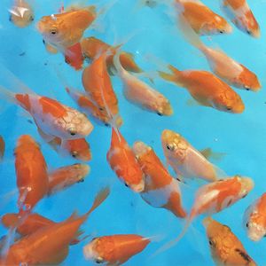 金魚 生体のヤフオク の相場 価格を見る ヤフオク の金魚 生体のオークション売買情報は32件が掲載されています