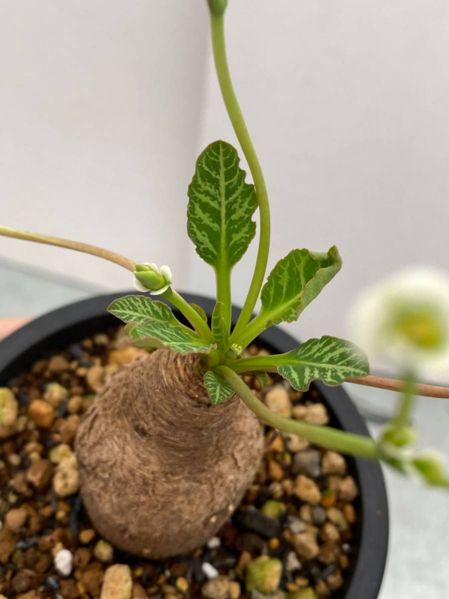 細川政巳 Y鉢 (検 パキプス グラキリス invisible ink)