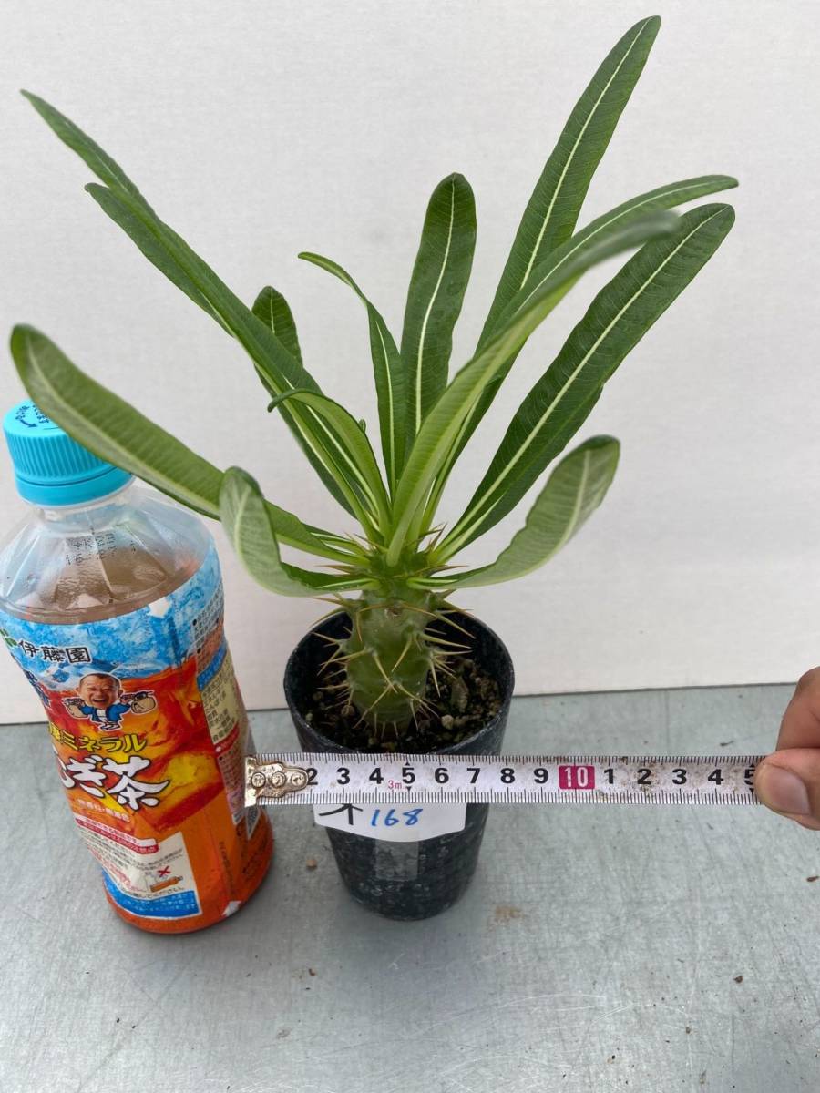レ*ん様 パキポディウム　アンボンゲンセ　大株　実生　コーデックス　塊根植物 オ168 【塊根植物・実生】パキポディウム アンボンゲンセ【有望株・種