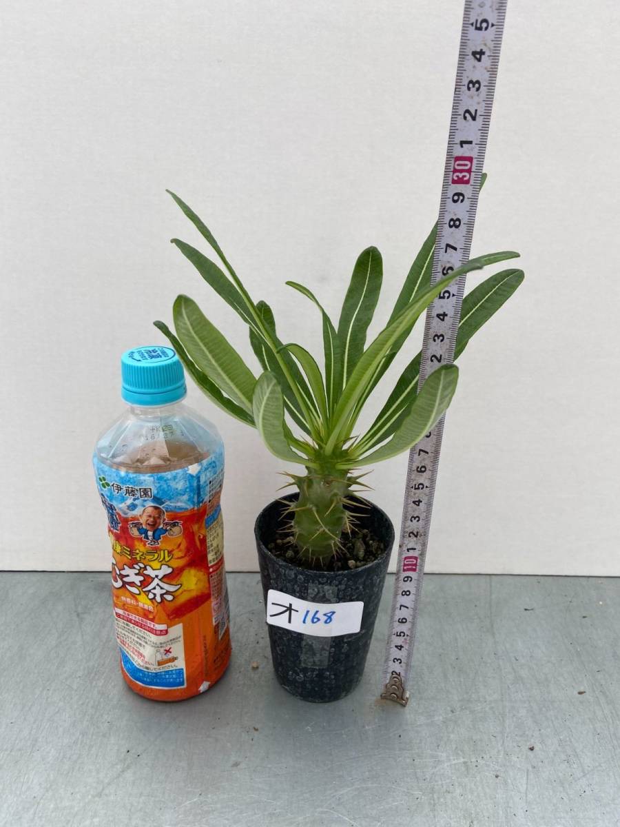 オ168 【塊根植物・実生】パキポディウム アンボンゲンセ【有望株・種