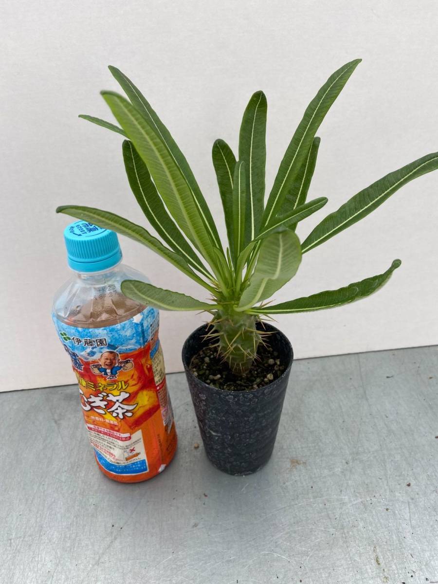 オ168 【塊根植物・実生】パキポディウム アンボンゲンセ【有望株・種