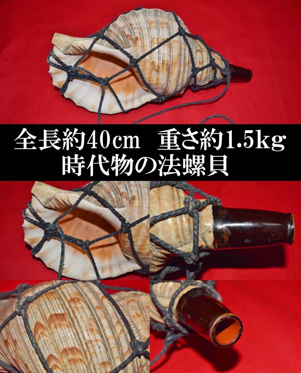 年代物・希少】法螺貝(ほらがい) 全長約25cm 骨董品 古いほら貝 法螺貝