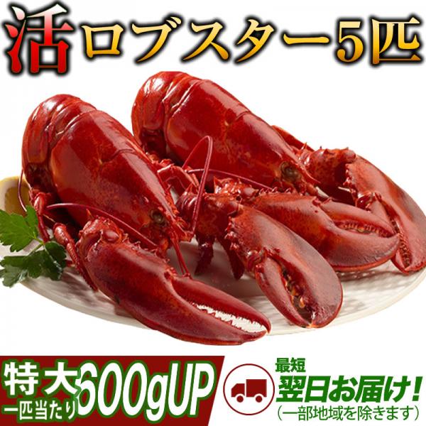 天然カナダ・アメリカ東海岸産 活ロブスター特大（オマール海老