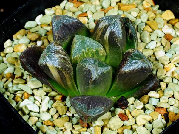 多肉植物 ハオルチア 黒陽錦 【公式通販】