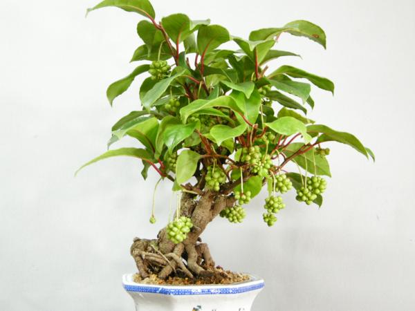 一起園芸 美男葛 ビナンカズラ の実成盆栽 その他 売買されたオークション情報 Yahooの商品情報をアーカイブ公開 オークファン Aucfan Com