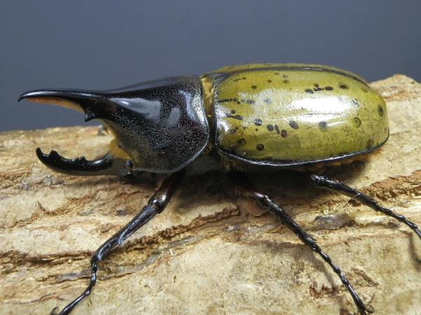 ヘラクレス・レイディ84ミリ♂♀ペア　No.1546