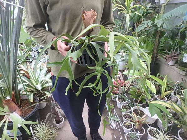 KN　コウモリラン　‘コロナリューム　フィリピネス‘