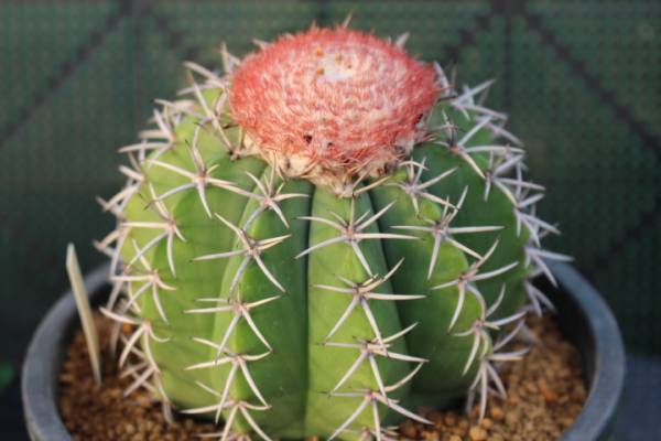 サボテン　多肉植物　メロカクタス　厳雲　glaucescens