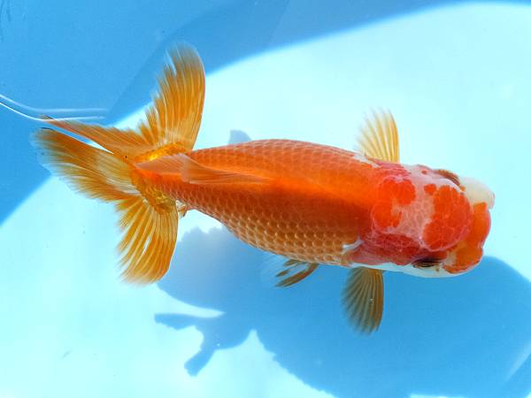 ☆上物　日本オランダ　遠州　渡辺氏作仔　15cm　雌　☆1