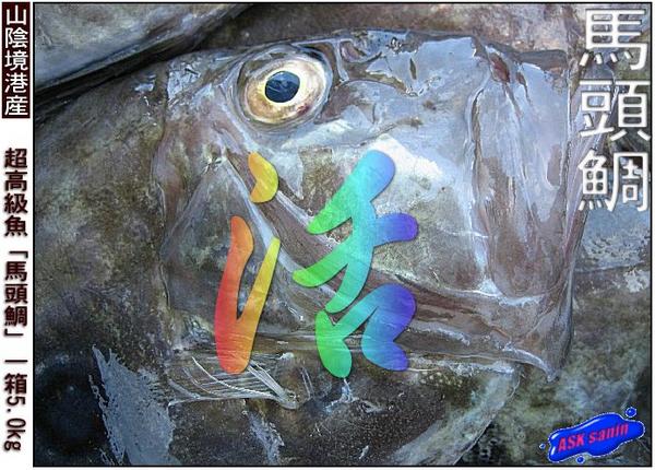 超珍味!! 「馬頭鯛 5kg」絶品、味は河豚以上かな？