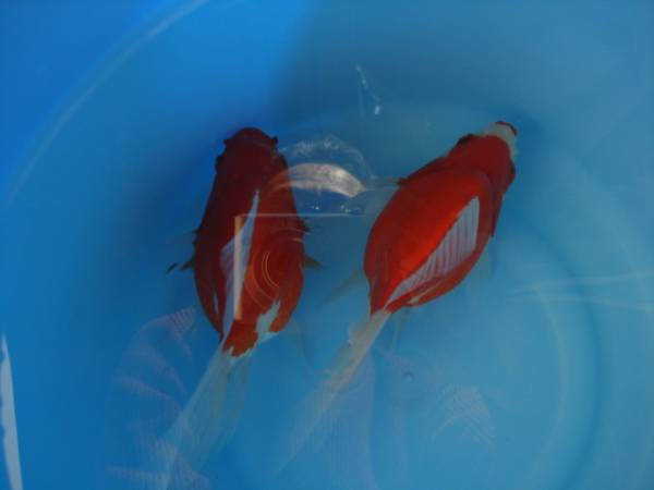 たまさばと福だるま　平成２６年産　