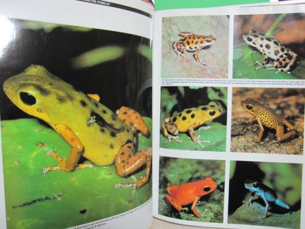 本 貴重！ Jewels of the Rainforest ヤドクガエル 洋書図鑑
