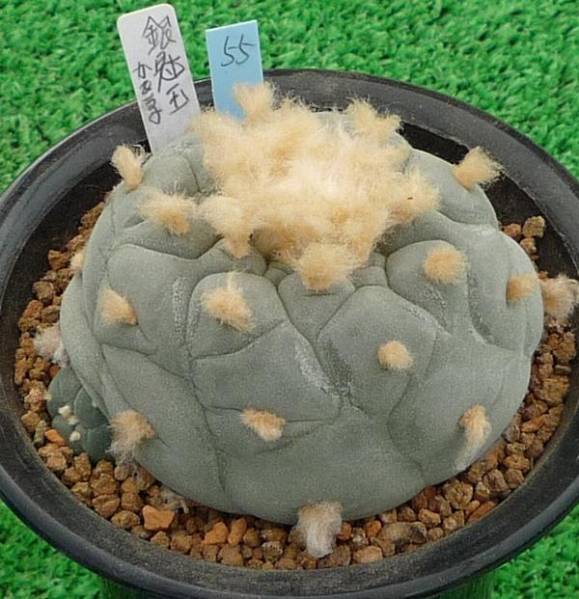 サボテン、多肉植物　銀冠玉-55