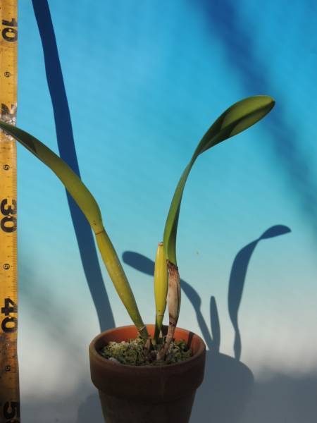 Ｔ♪洋蘭　カトレアwarscewiczii semi-alba 'Bedford'　洋ラン 