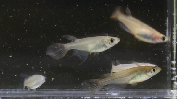 松井ヒレ長メダカ。「3ペア」