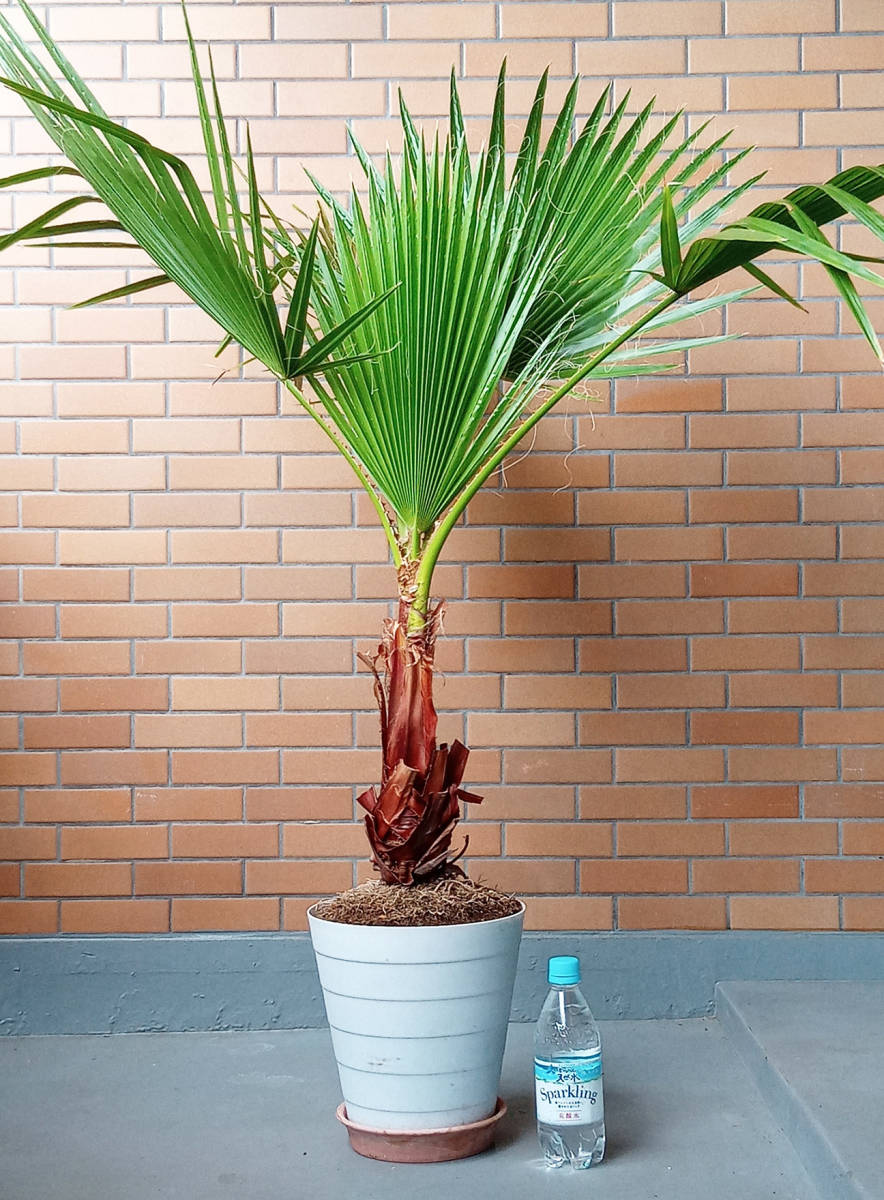 ワシントンヤシ 約1 7年半 鉢植え 庭木 地植え きます No W ワシントニアヤシ ヤシの木 ヤシ 売買されたオークション情報 Yahooの商品情報をアーカイブ公開 オークファン Aucfan Com