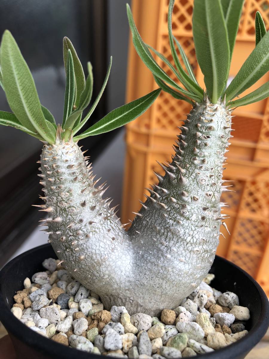 パキポディウム グラキリス 検)パキプス コミフォラ コーデックス