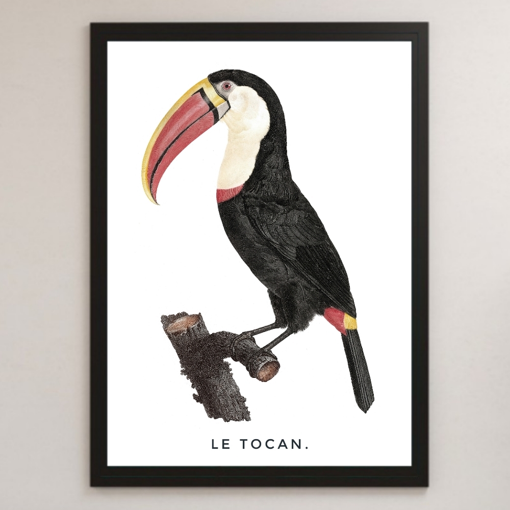 オオハシ 鳥類 ビンテージイラスト 光沢 ポスター A3 バー カフェ クラシック インテリア 図鑑 野鳥 バードウォッチング ペット 住まい インテリア 売買されたオークション情報 Yahooの商品情報をアーカイブ公開 オークファン Aucfan Com