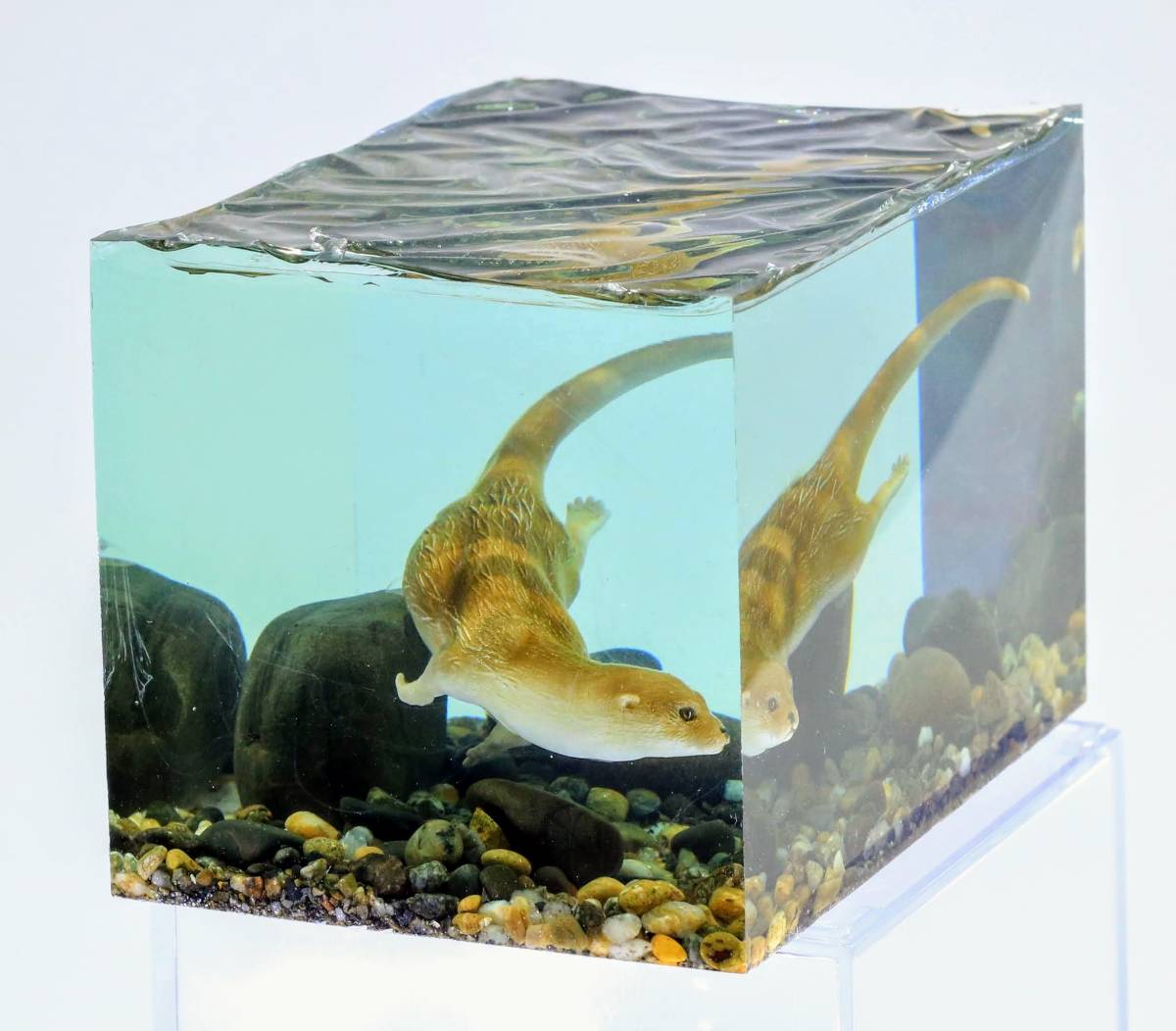 カワウソが遊ぶ自然に思いをはせる水族館 私が作った水中の樹脂 