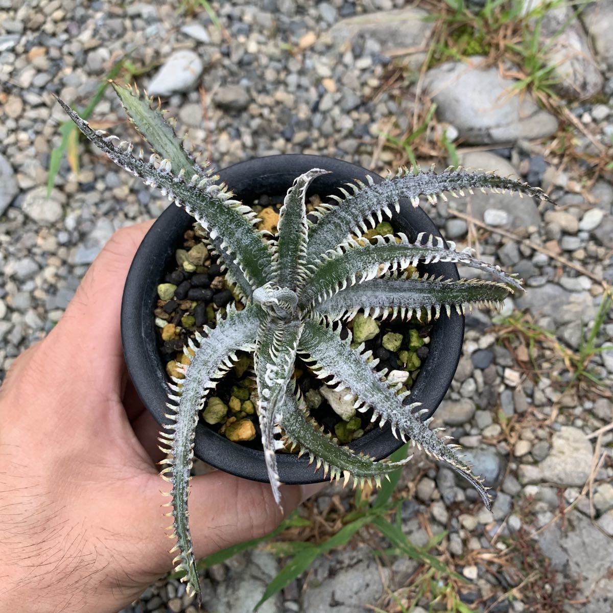 ディッキア エルカホン Dyckia El Cajon タグ付き Dyckia (ディッキア 'Unicorn' | ユニコーン) ~龍の巣窟~ 開いた