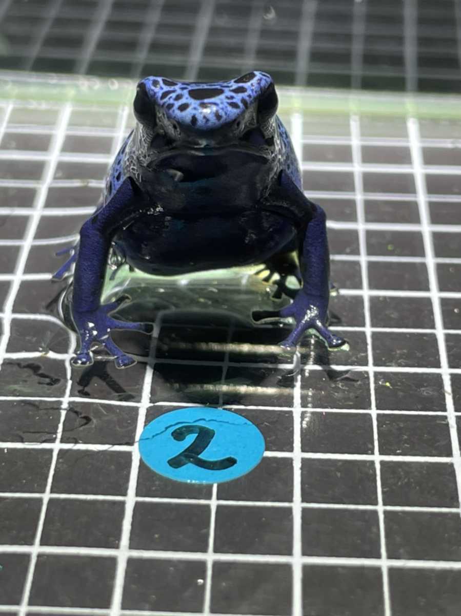 イチゴヤドクガエル ブルージーン 3匹セット①