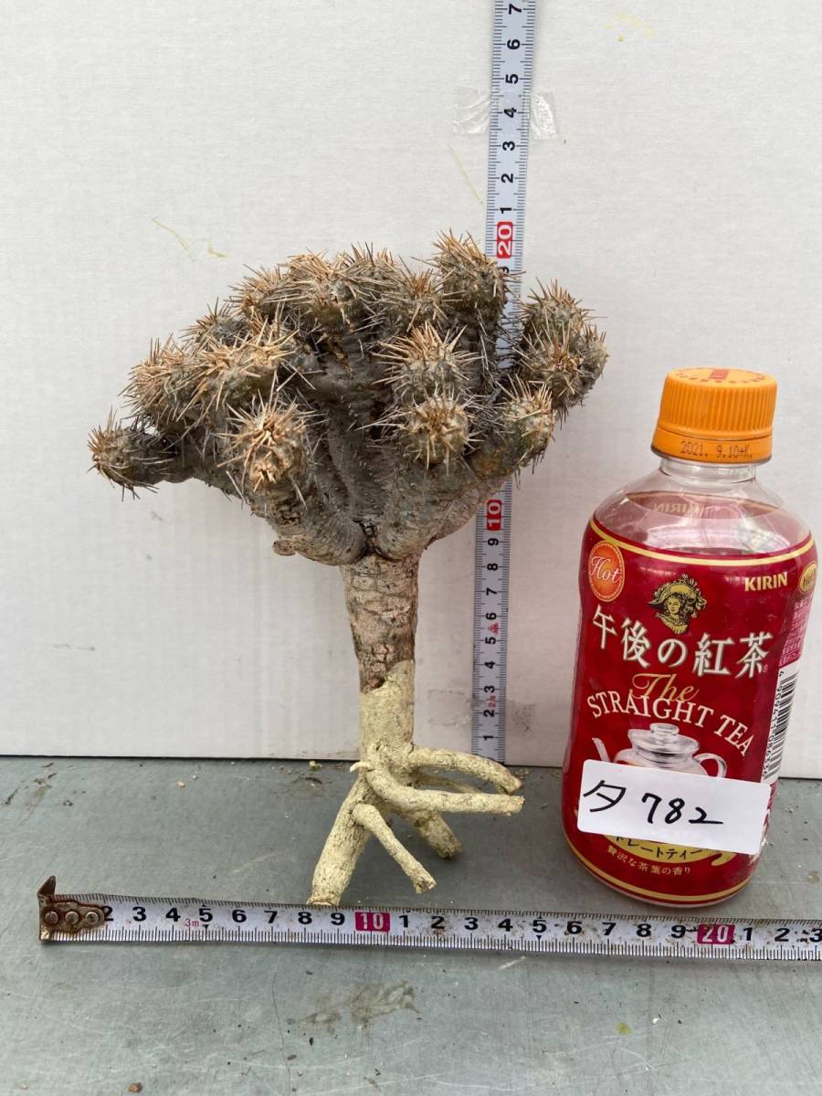 塊根植物 アデニウム，タイソコトラナム、オクトパス、砂漠のバラ 重量