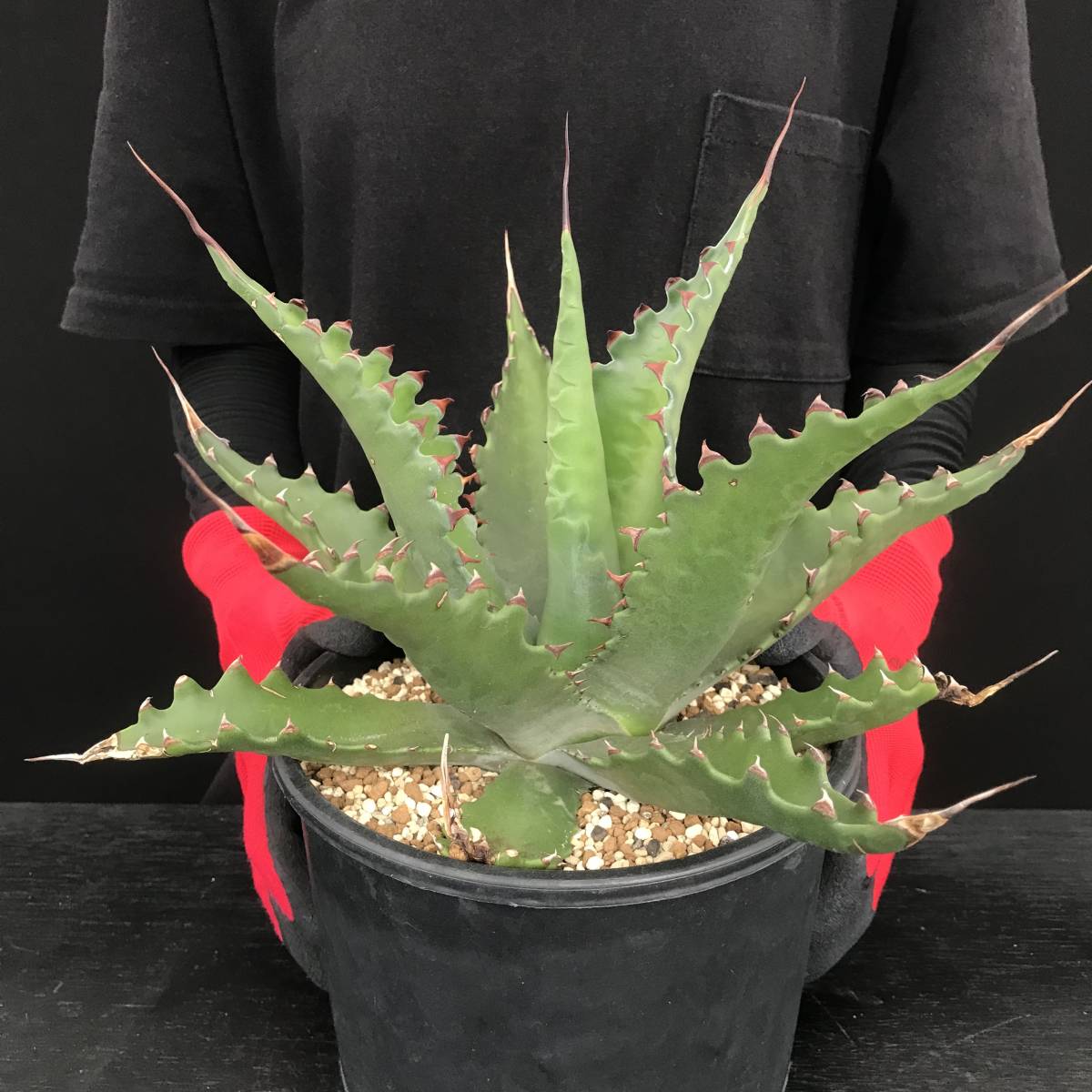 観葉植物 アガベ レア大株ジェントリージョーズ