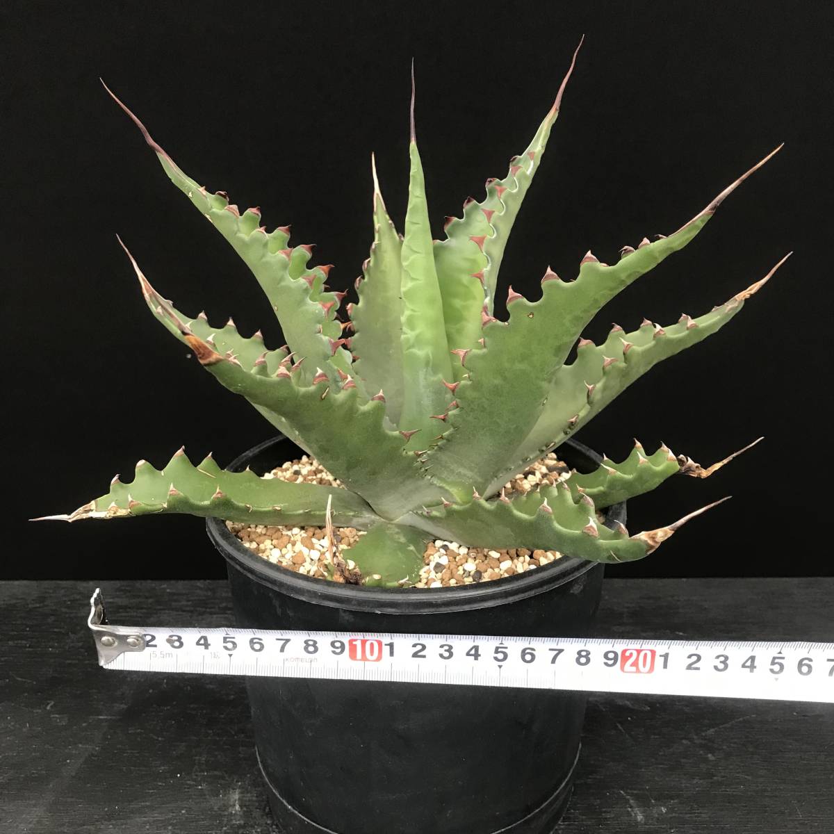 観葉植物 アガベ レア大株ジェントリージョーズ