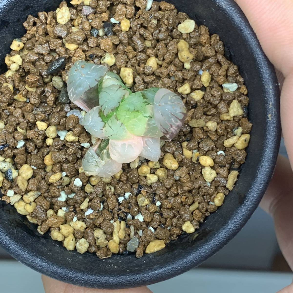 ハオルチア オブツーサ錦 多肉植物 ≧∇≦）多肉植物 オブツーサ錦×OB 