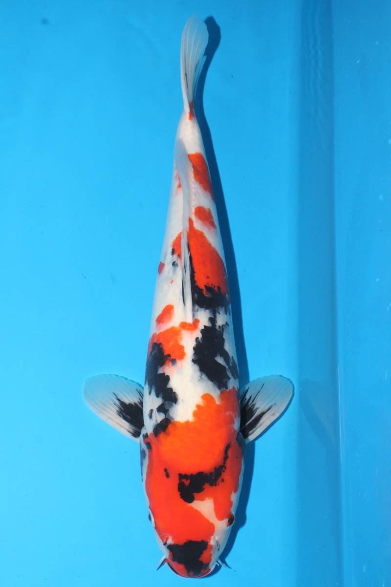 【レア】錦鯉 剥製 額入り 白熱のマネーゲーム 中国“解禁”で高額落札が連発！ “泳ぐ宝石