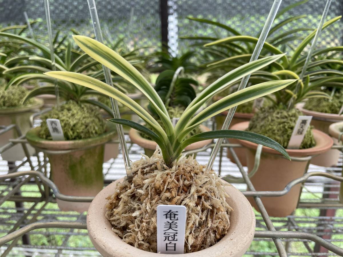 ☆X7山野草、万年青、大葉羅紗縞甲系・カキ柄錦福、実生、全長46㎝㎝