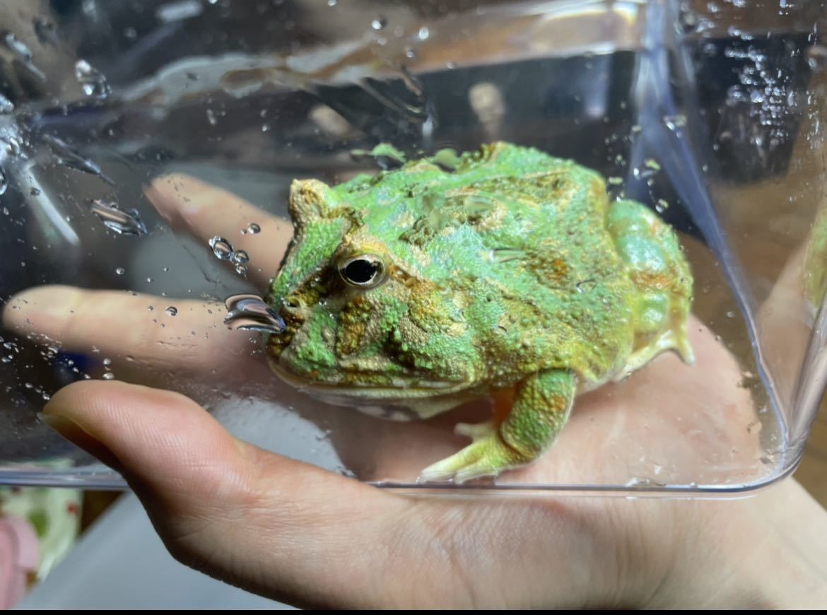 クランウェルツノガエル♂グリーン ブルー 色変？ BearsFrogクランウェルツノガエル ペパーミント ブルー