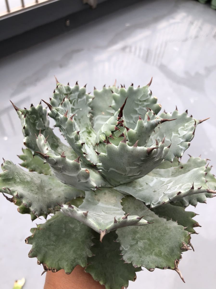 P2994】【ロング スピン！】強棘選抜！ アガベ モンタナ Agave Montana