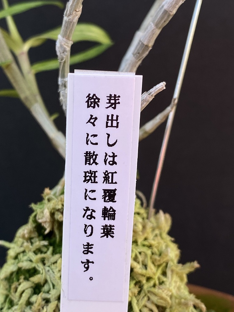 キバナノセッコク 大分県山採り 銘品「星降神苑」 富貴蘭 長生蘭